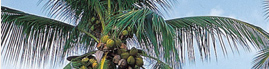 www.traveljungle.co.uk